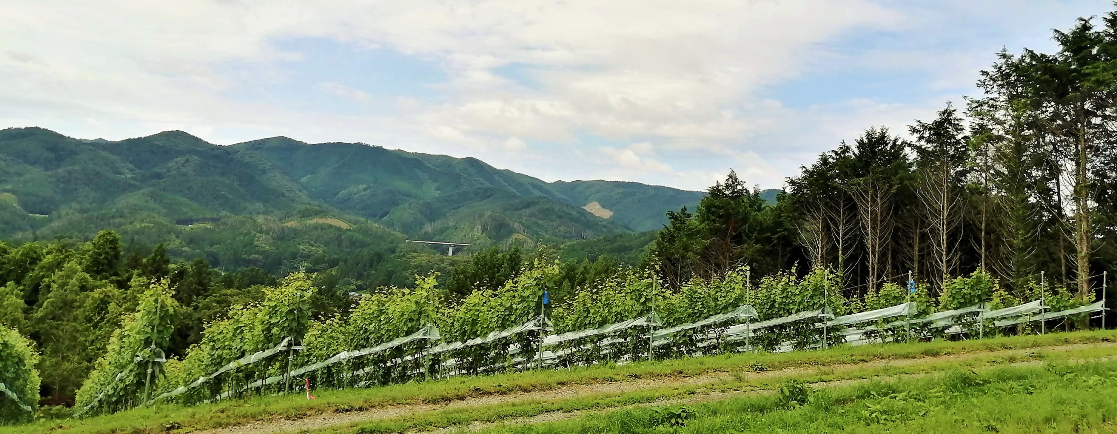 minamisanrikuwinery_vineyard